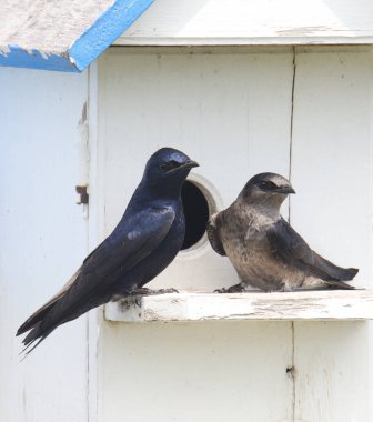 Mor Martins (erkek ve dişi) (progne subis) bir Martin evine tünemiştir.