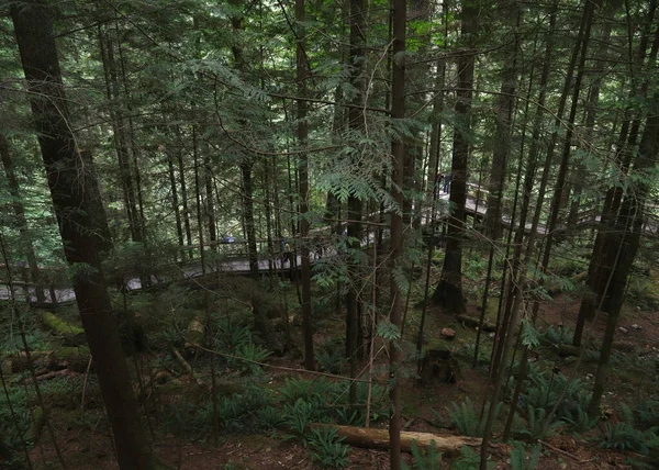 不列颠哥伦比亚省卡皮拉诺悬索桥区域公园的许多高架木板通道之一 — 图库照片