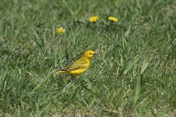 太い草の中に広がる黄色いウォーブラー Setophaga Petechia — ストック写真