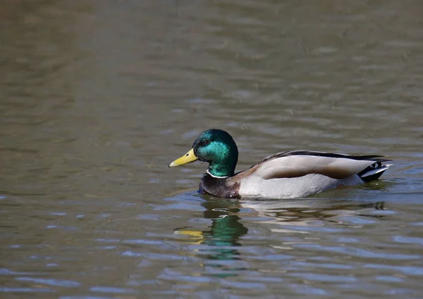Mallard Duck Macho Anas Platyrhychos Nadando Estanque — Foto de Stock
