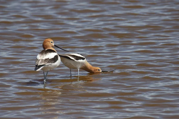 Two American Avocets Resurvirostra Americana Foraging Shallow Water — Stock Photo, Image
