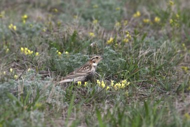 Kestane yakalı Longspur (olgunlaşmamış) (Calcarius ornatus) otlak bir çayırda arama yapıyor.