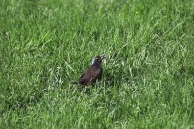 Ortak Grackle (erkek) (quiscalus quiscula) bazı çimenlere tünemiştir