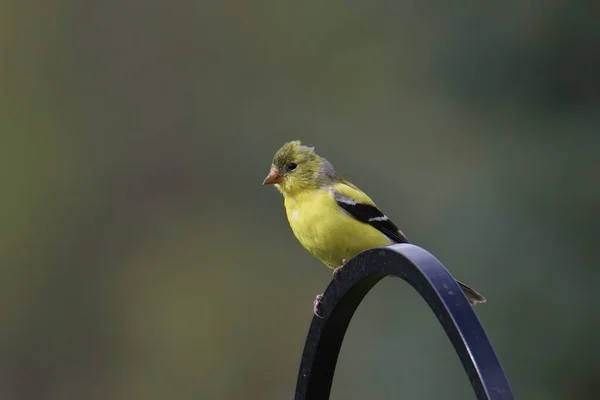 American Goldfinch Fêmea Spinus Tristis Empoleirado Polo Alimentador Pássaros — Fotografia de Stock