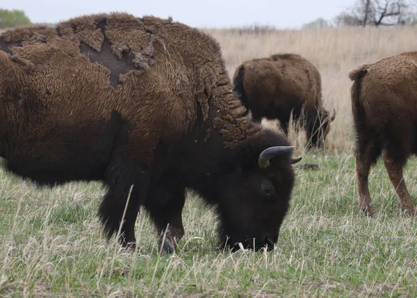 stock image Plains Bison (buffalo) grazing in a prairie