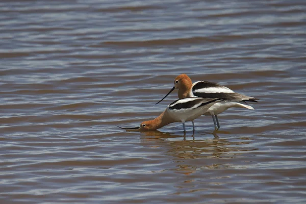 Two American Avocets Recurvirostra Americana Foraging Shallow Water — Stock Photo, Image