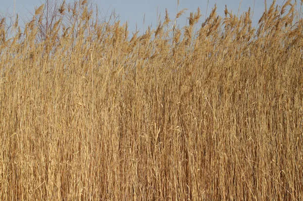 黄金の穀物の軸の閉鎖 — ストック写真