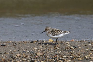 Sanderling (calidris alba) bir göletin kenarında yiyecek arıyor