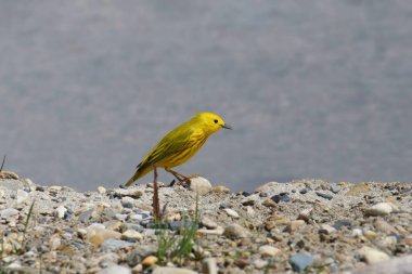 Sarı Warbler (erkek) (setophaga peteşi) bir göletin kenarında yiyecek arıyor