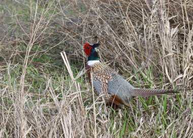 Halka boyunlu sülün (phasianus colchicus) yoğun çimenlere doğru koşarken duraksamaktadır