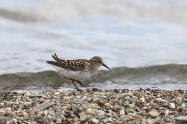 En az Çulluk (calidris minutilla) bir göletin kenarında arama