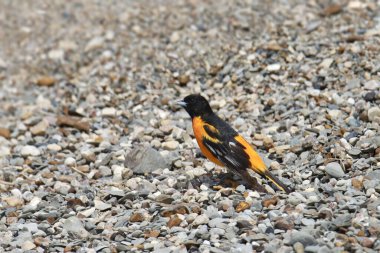 Baltimore Oriole (erkek) (icterus galbula) bir çakıl taşı plajında duruyor