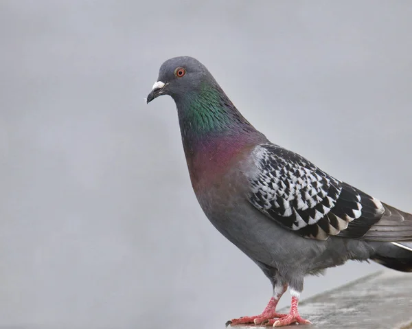 stock image Closeup of a Rock Pigeon (columbia livia) perched on a wooden railing