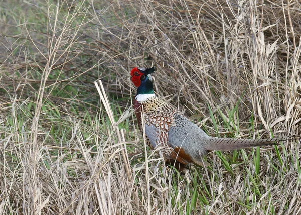 Ring Necked Pheasant Phasianus Colchicus Pausing Scurries Some Thick Grass Royalty Free Stock Photos
