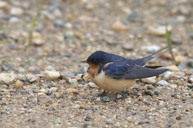 Barn Swallow (hirundo rustica) çıplak zemine tünedi