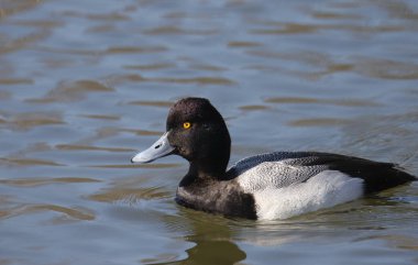 Daha Az Scaup (Erkek) (aythya affinis)) 