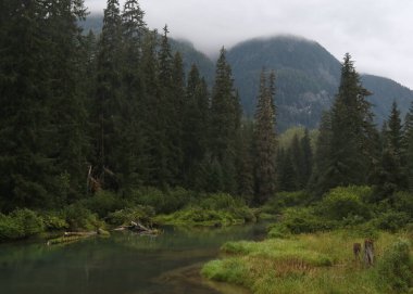 Hyder, Alaska yakınlarındaki Fish Creek