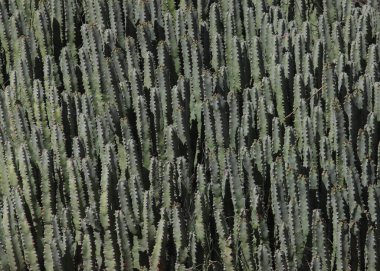 Çok büyük bir öforbi yığınına yakın çekim