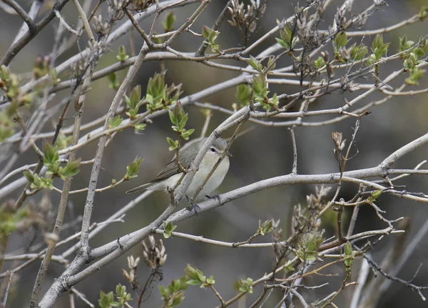 Warbling Vireo Vireo Gilvus Peering Out Tangle Branches — Stock Photo, Image