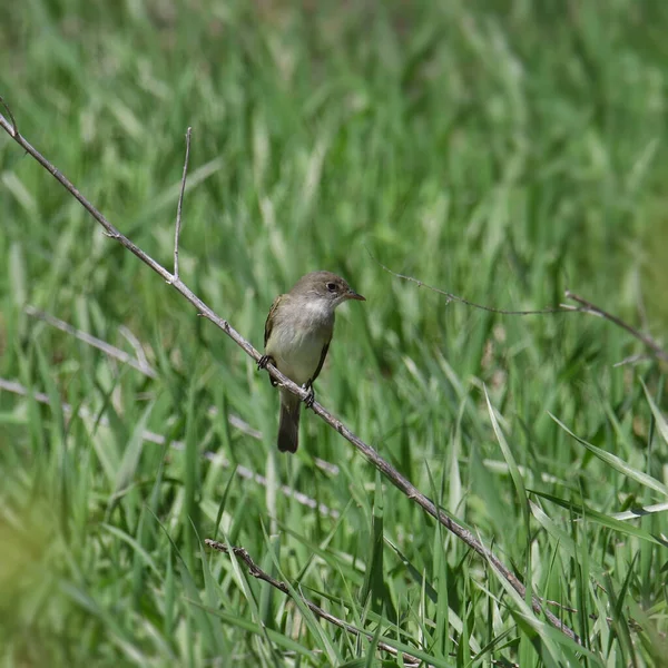 Наименьший Flycatcher Empidonax Minimus Сидел Ветке Висящей Над Травянистым Лугом — стоковое фото