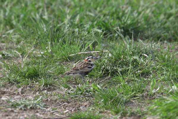 stock image Chestnut-collared Longspur (calcarius ornatus) foraging in some grass