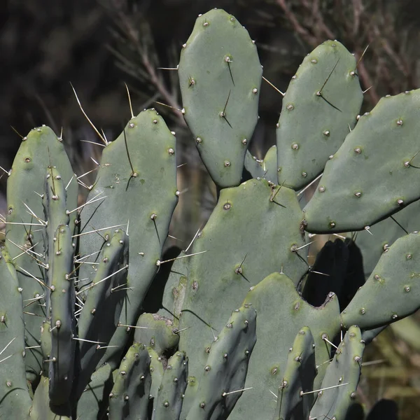Néhány Tüskés Körte Kaktuszpárna Közelsége — Stock Fotó