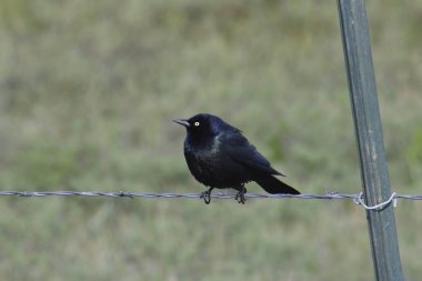 Brewer 's Blackbird (erkek) (euphagus siyanocephalus) dikenli tellerin üzerine tünemiştir.