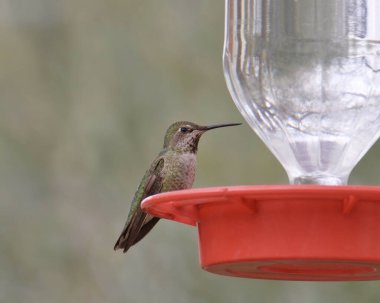 Anna 'nın sinekkuşu (dişi) (calypte anna) geleneksel bir besleyiciye tünemiştir.