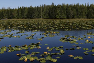 Naikoon İl Parkı 'ndaki Mayer Gölü' nde Lily pedleri, Haida Gwaii, British Columbia