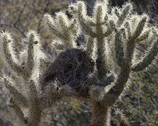 Madárfészek Egy Teddy Bear Cholla Kaktuszban — Stock Fotó