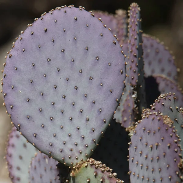 Zbliżenie Fioletowego Kaktusa Gruszką Fioletową — Zdjęcie stockowe