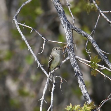 En az sinek kapanı (empidonax minimus) bir ağaca tünemiştir.