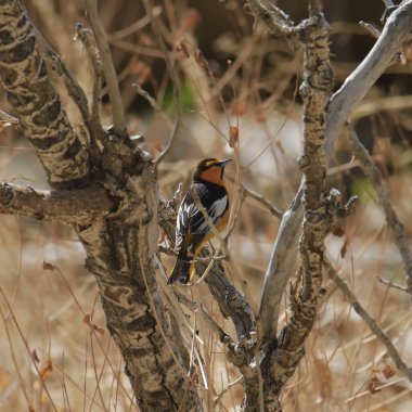 Bullock 'un Oriole' u (erkek) (icterus bullockii) yapraksız bir ağaca tünemiştir.