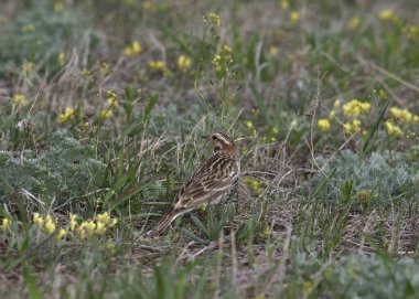 Kestane yakalı Longspur (olgunlaşmamış) (Calcarius ornatus) çayır çimlerine tünemiş