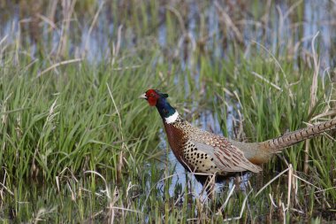 Halkalı boyunlu sülün (erkek) (fazianus colchicus) uzun otların arasında avlanıyor