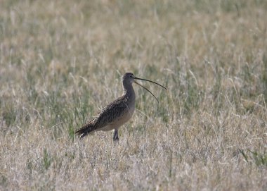 Geniş gagalı uzun gagalı Curlew (nuenius americanus)