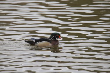 Bir gölde yüzen (aix sponsa) Wood Duck (erkek)