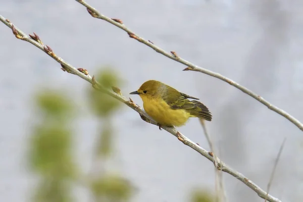 Gelbsänger Weibchen Setophaga Petechia Hockt Auf Einem Kleinen Ast — Stockfoto