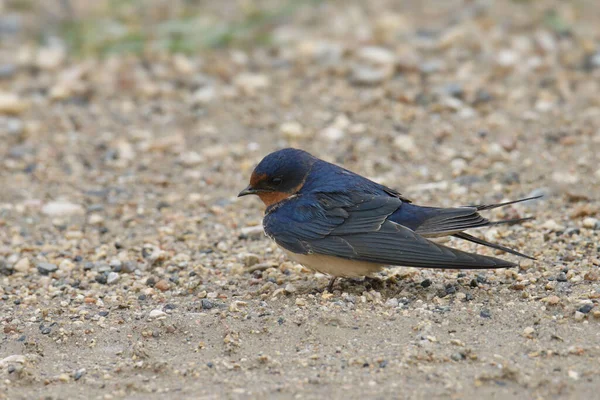 Barn Swallow Hirundo Rustica 栖息在光秃秃的土地上 — 图库照片