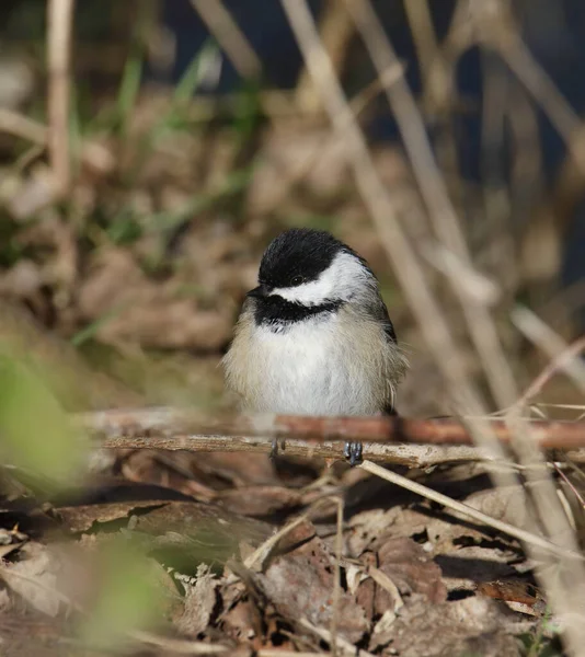 Black Capped Chickadee Poecile Atricapillus Perched Ground — Stock Photo, Image