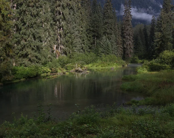 Hyder, Alaska yakınlarındaki Fish Creek 'te orman manzarası