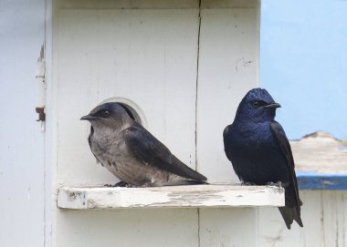 Evlerinin kapısına tünemiş bir çift Purple Martins (progne subis). 