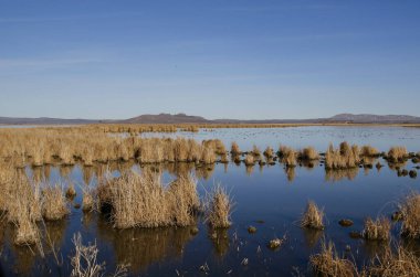 Tipik sulak arazi Tule Gölü Ulusal Vahşi Yaşam Sığınağı, Kaliforniya