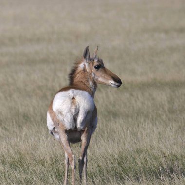 Pronghorn (antilocapra americana) kameraya bakıyor