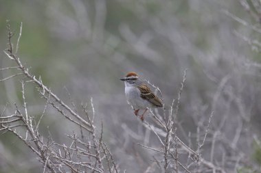 Kırılan Serçe (spizella passerina) bir çalılığa tünedi.