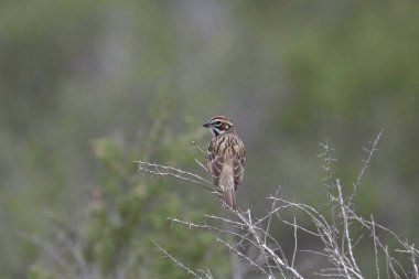 Tarla kuşu (chondestes grammacus) çalılıktaki tüneğinden geriye bakıyor