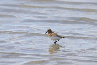 Sanderling (calidris alba) sığ sularda arama yapıyor