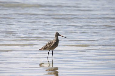 Sığ sularda duran Mermer Godwit (limoza fedoa)