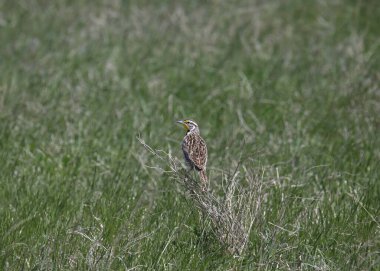 Batı Meadowlark (sturnella ihmalkarlığı) otlak bir çayıra tünemiş olarak geri bakıyor.
