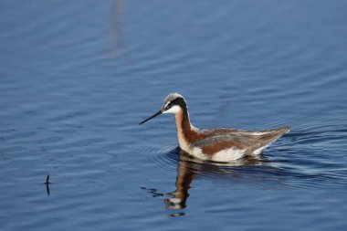 Wilson's Phalarope (female) (phalaropus tricolor) swimming in a pond